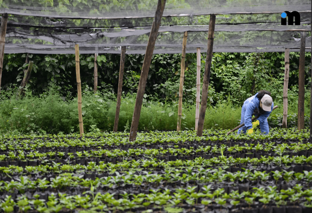 The Benefits of Plant Nurseries Webfreen.com: Your Complete Guide